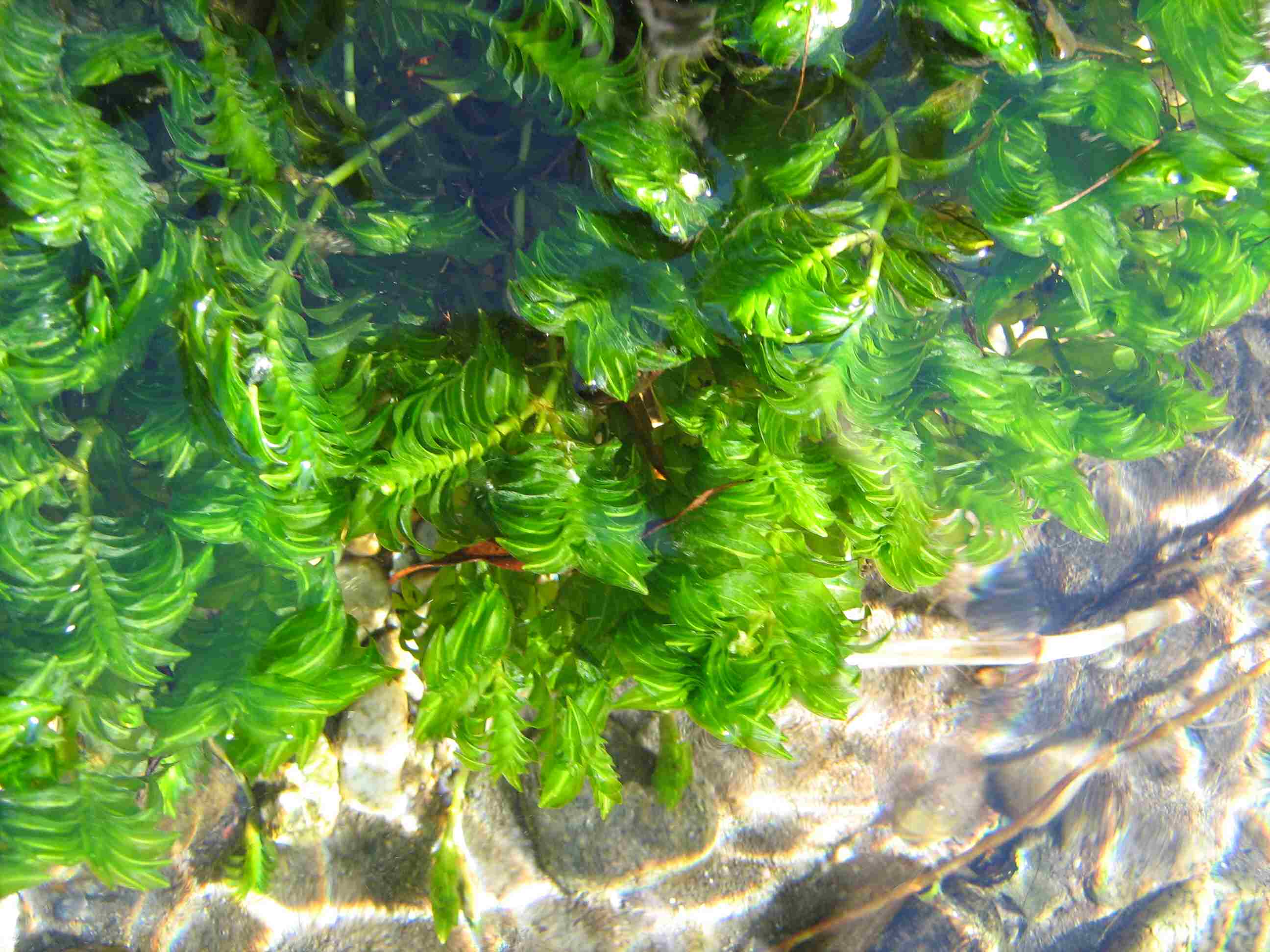 Groenlandia densa / Lingua dacqua a foglie dense