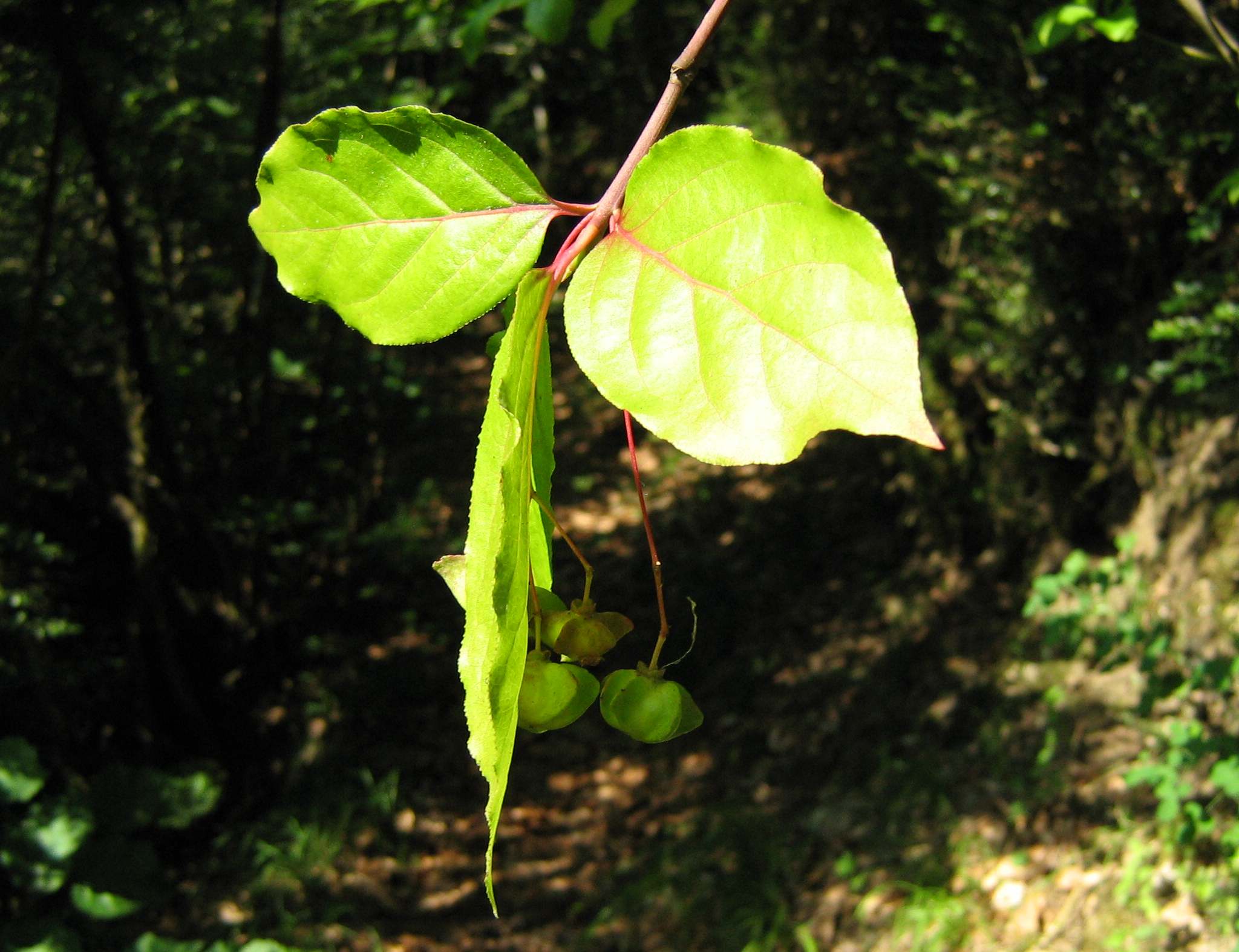 Euonymus latifolius / Fusaggine maggiore