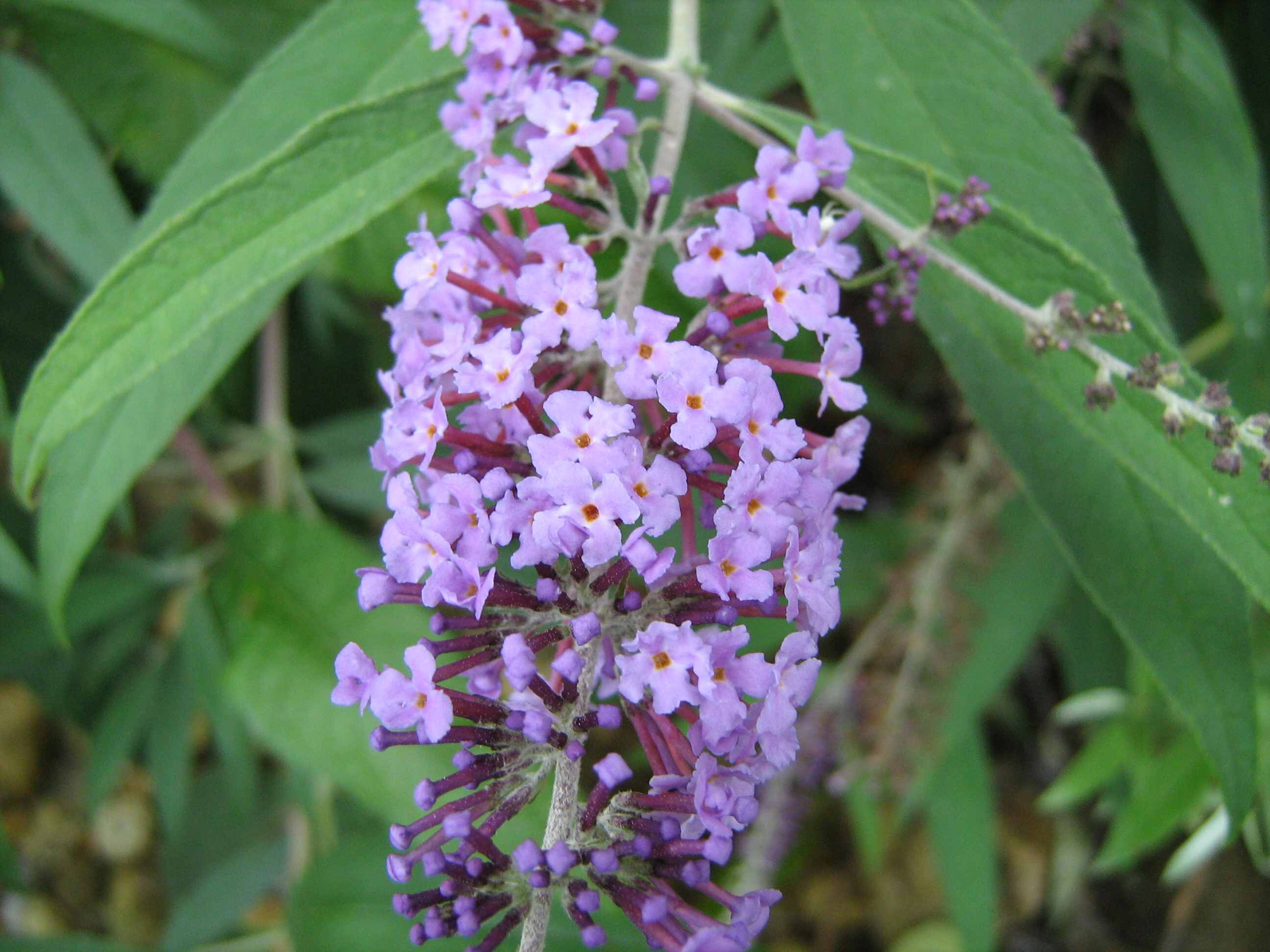Buddleja davidii / Buddleja