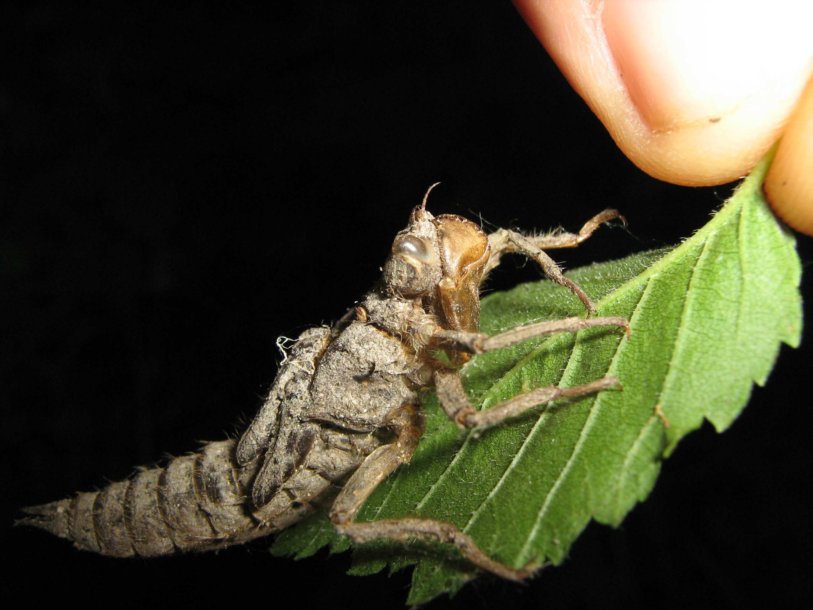 Esuvia di  Cordulegaster boltonii