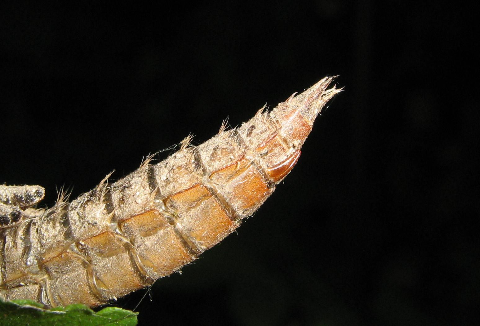 Esuvia di  Cordulegaster boltonii
