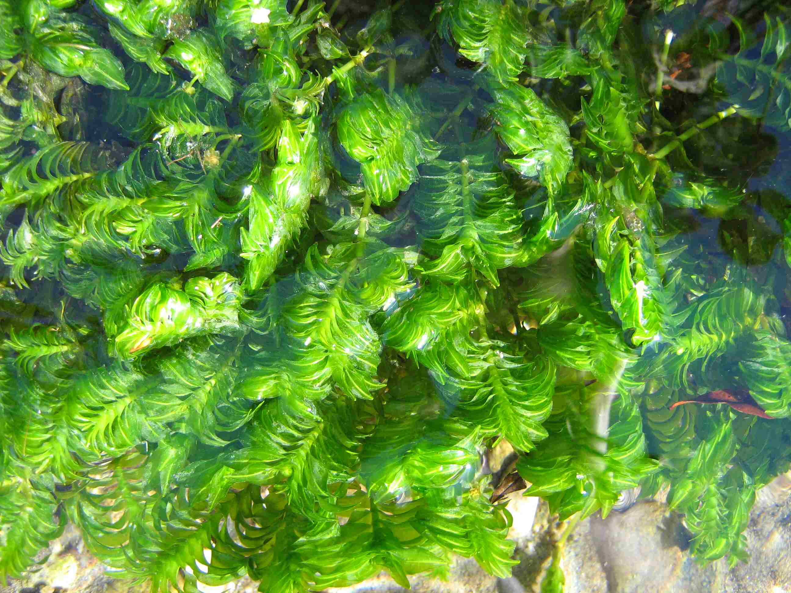 Groenlandia densa / Lingua dacqua a foglie dense