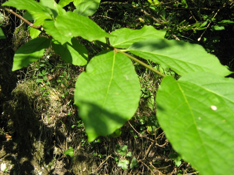 Euonymus latifolius / Fusaggine maggiore