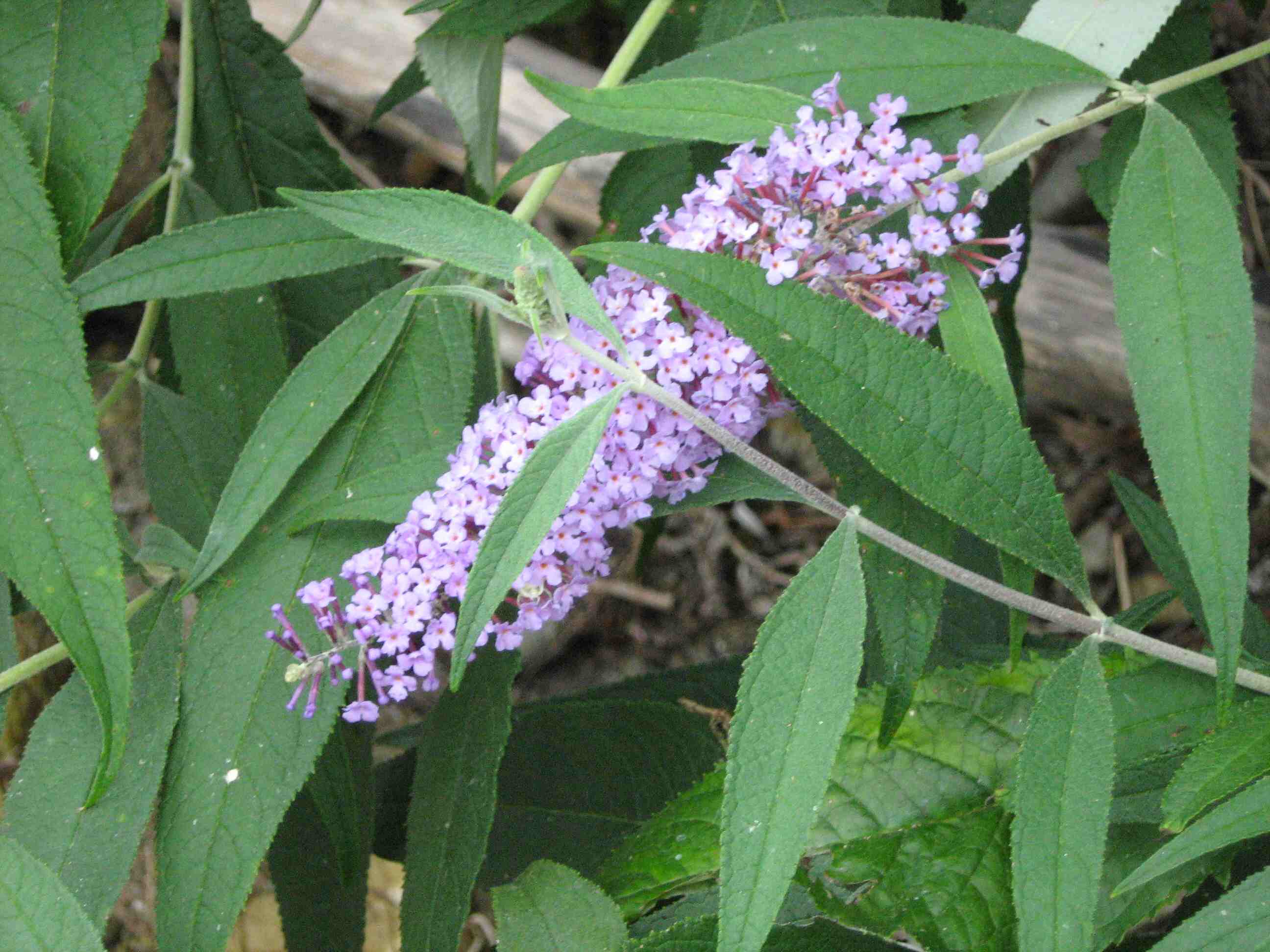 Buddleja davidii / Buddleja