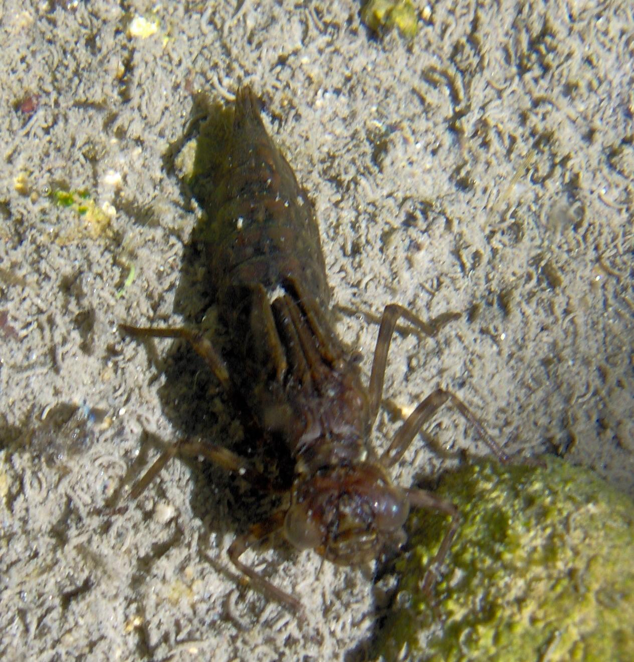 larva da ID: Aeshna cyanea