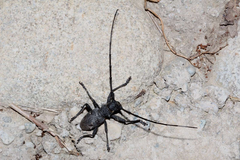 Cerambycidae di laghetto: Maschio di Morimus asper
