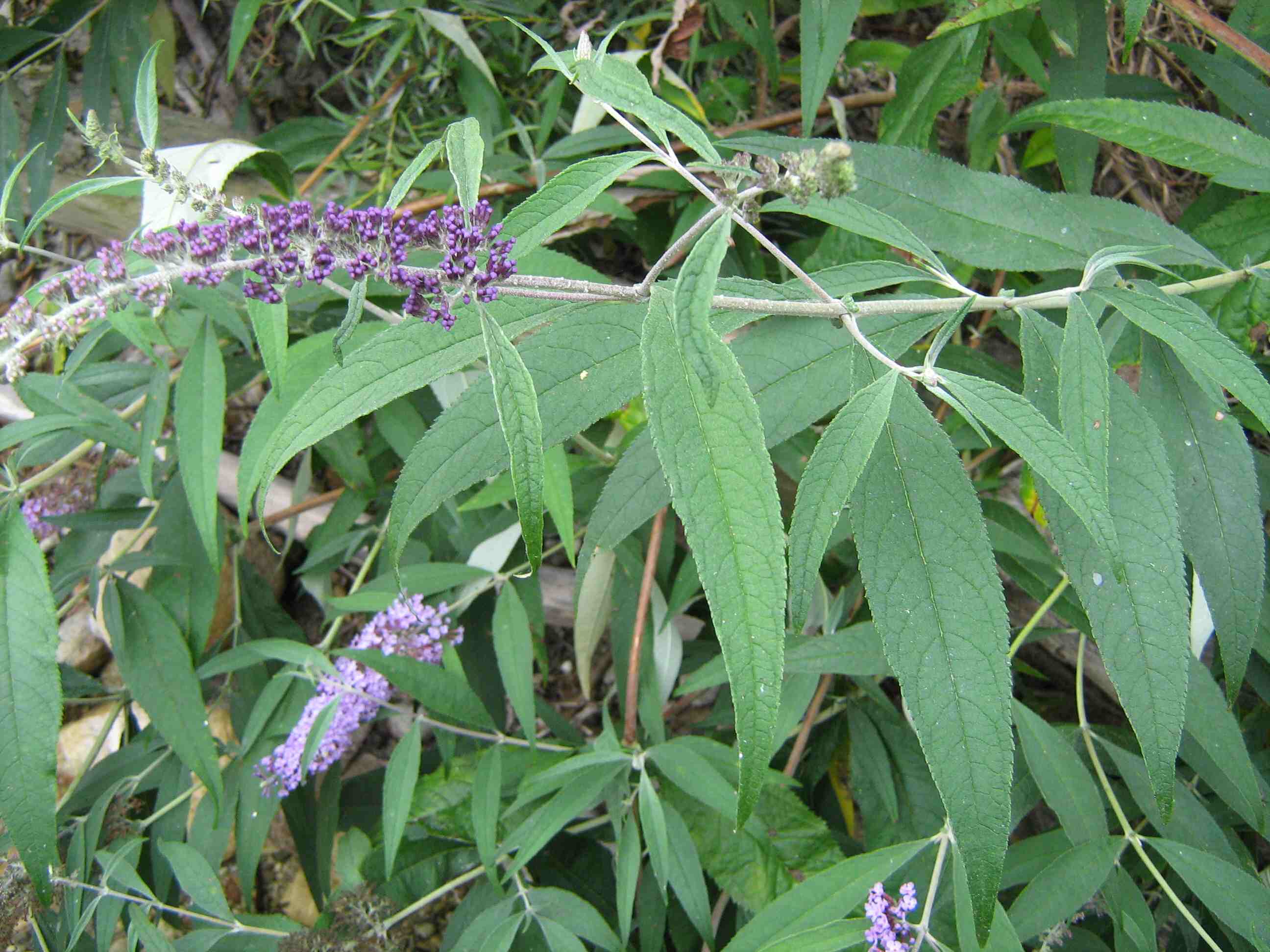 Buddleja davidii / Buddleja