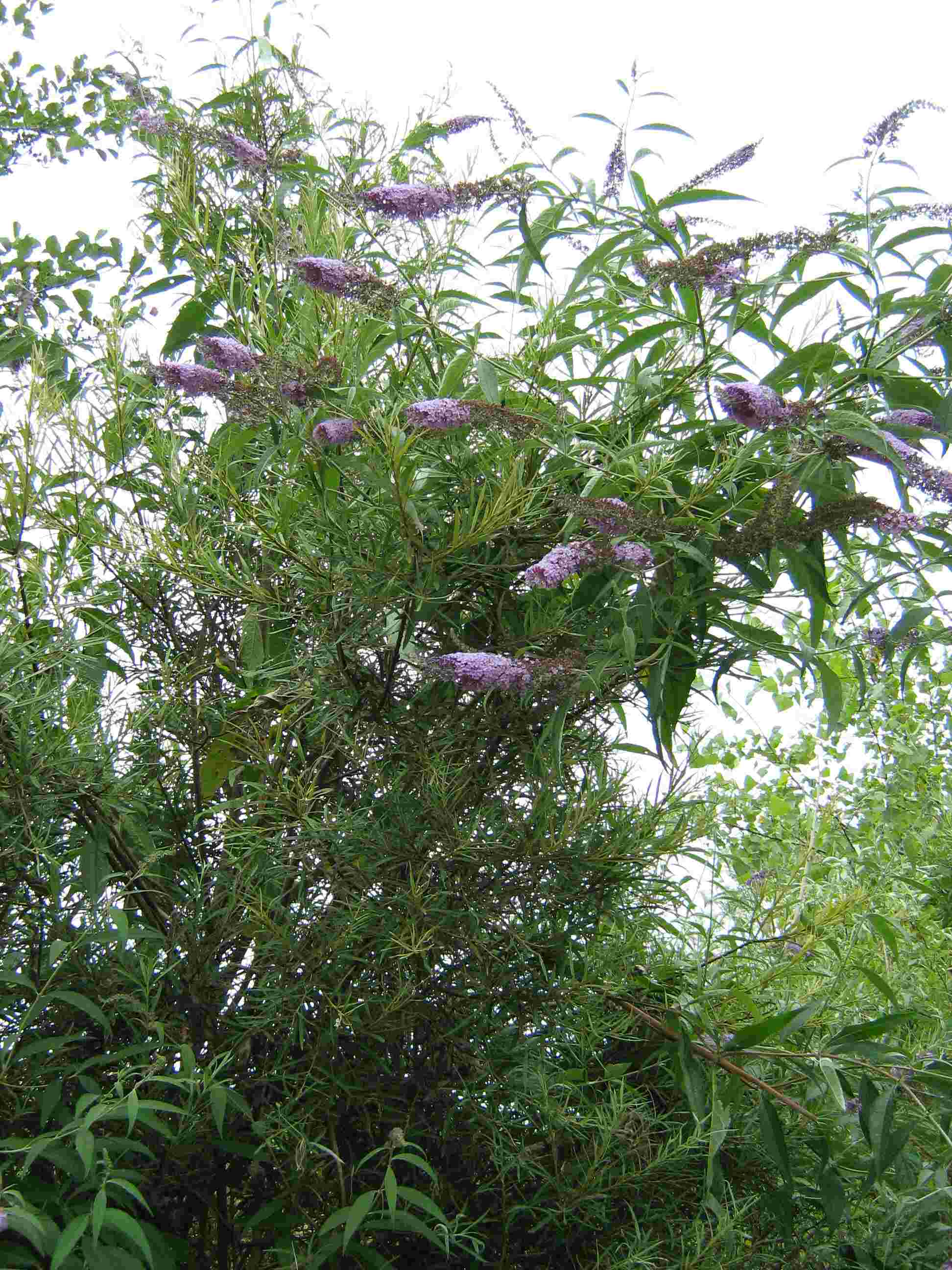 Buddleja davidii / Buddleja