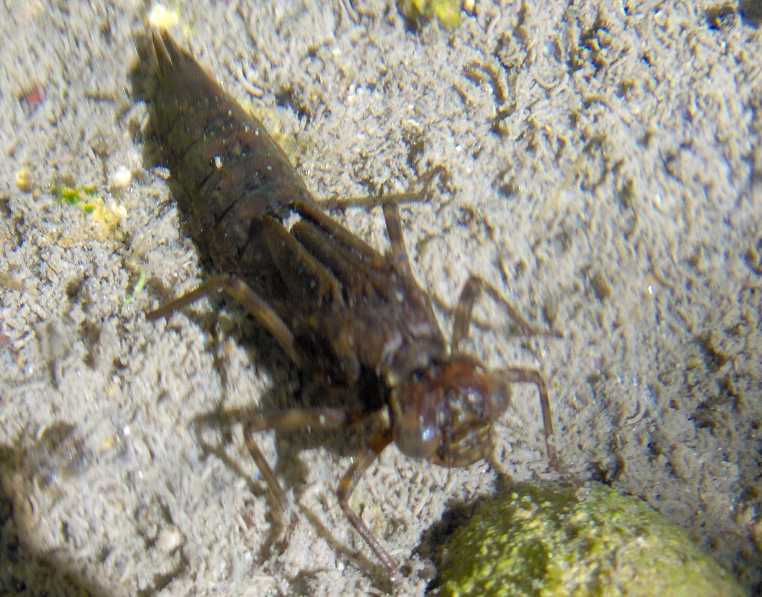 larva da ID: Aeshna cyanea