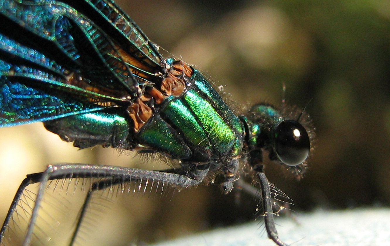 Calopterix virgo
