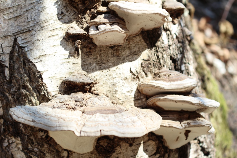 fungo legnoso su legno