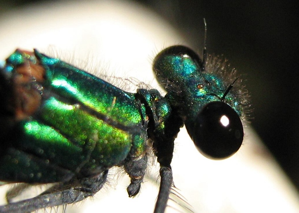 Calopterix virgo
