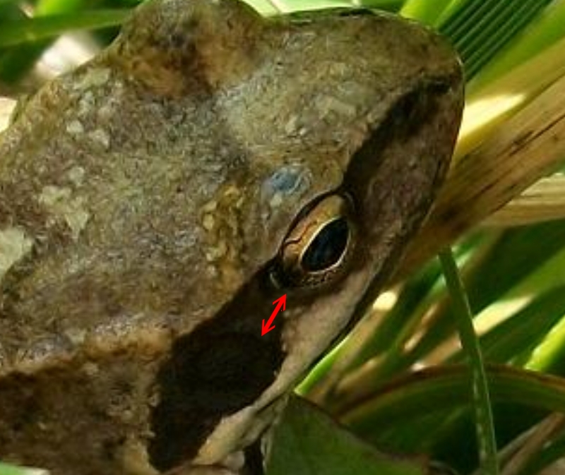 Rana temporaria / Rana dalmatina? Rana temporaria