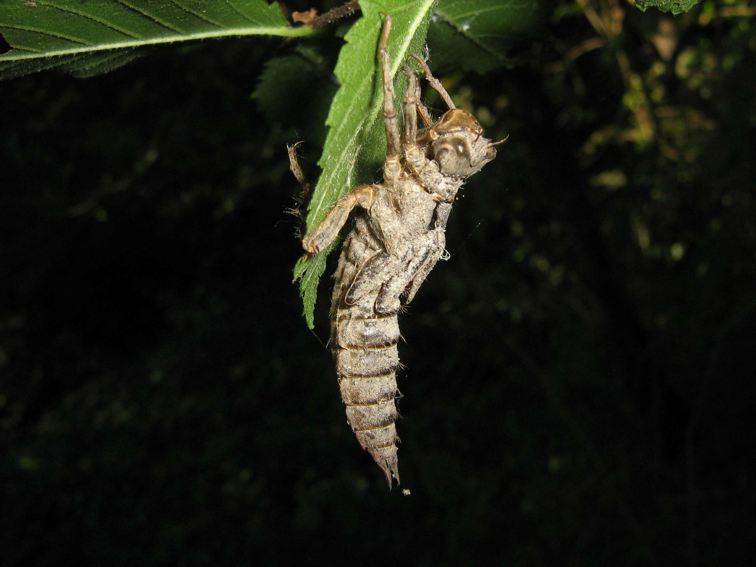 Esuvia di  Cordulegaster boltonii