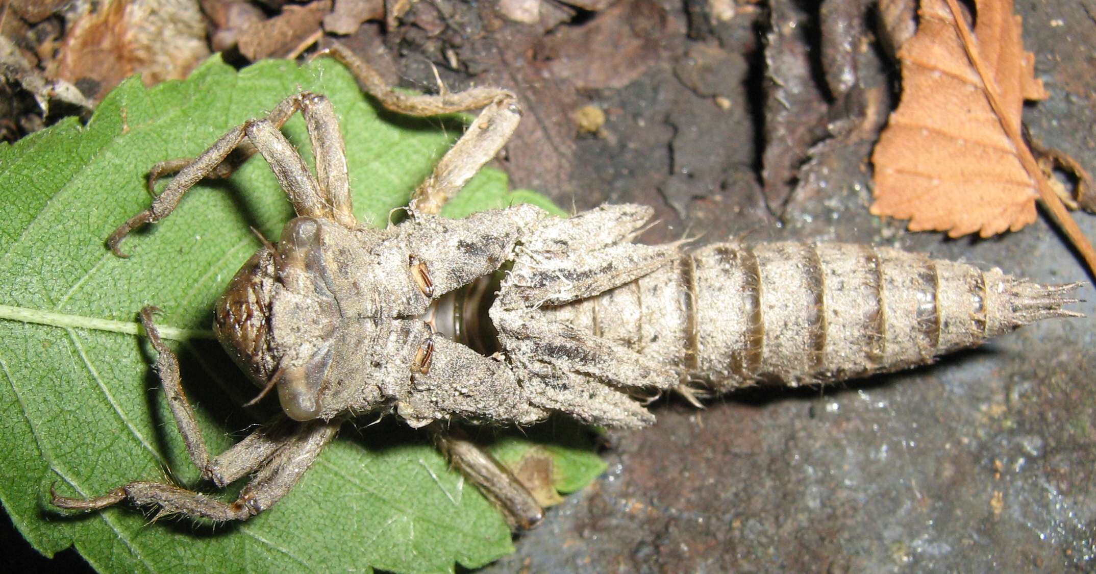 Esuvia di  Cordulegaster boltonii