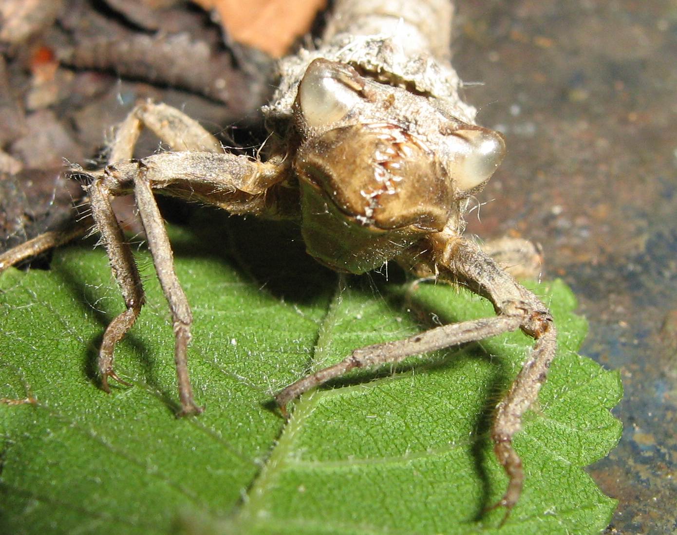 Esuvia di  Cordulegaster boltonii
