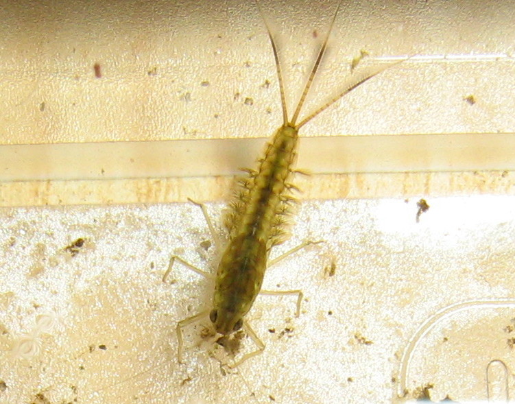 Larve di Cloeon del gruppo dipterum