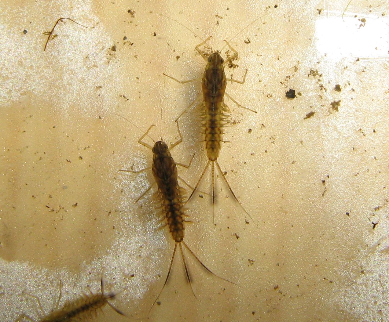Larve di Cloeon del gruppo dipterum
