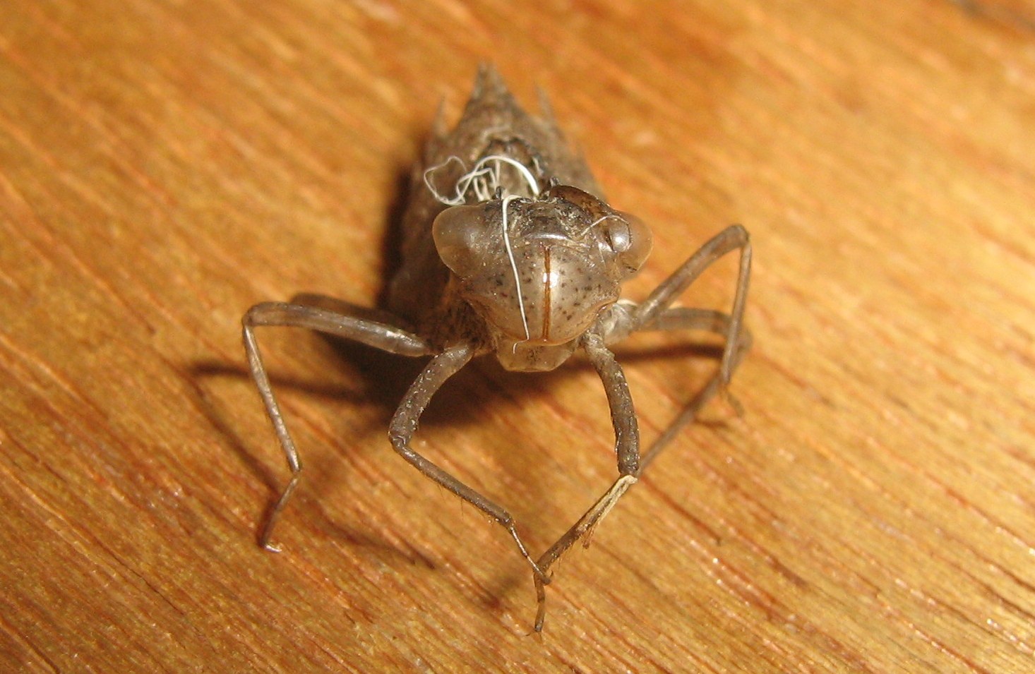 Esuvia Sympetrum sp.