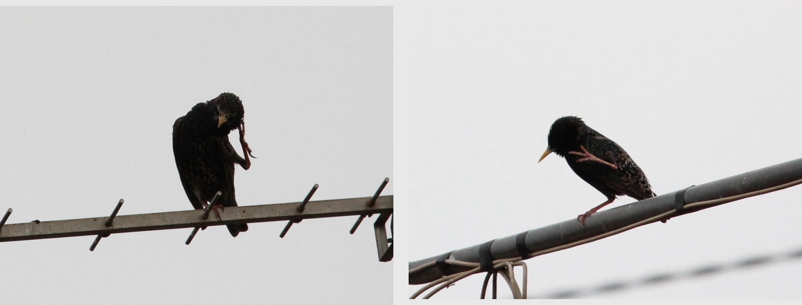 Avifauna humor