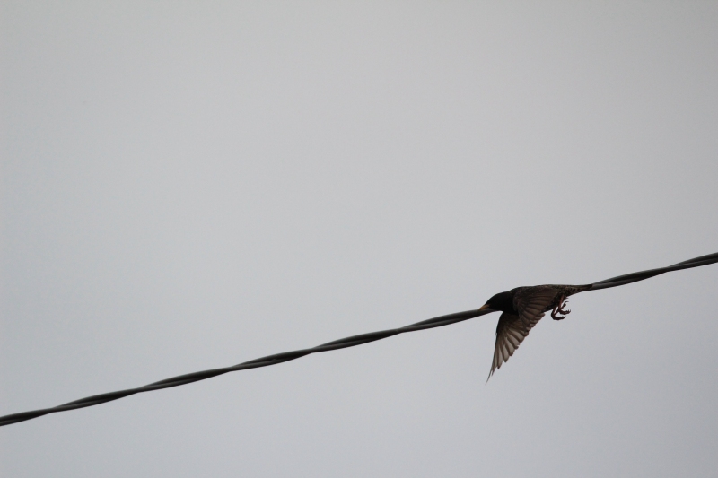 Avifauna humor