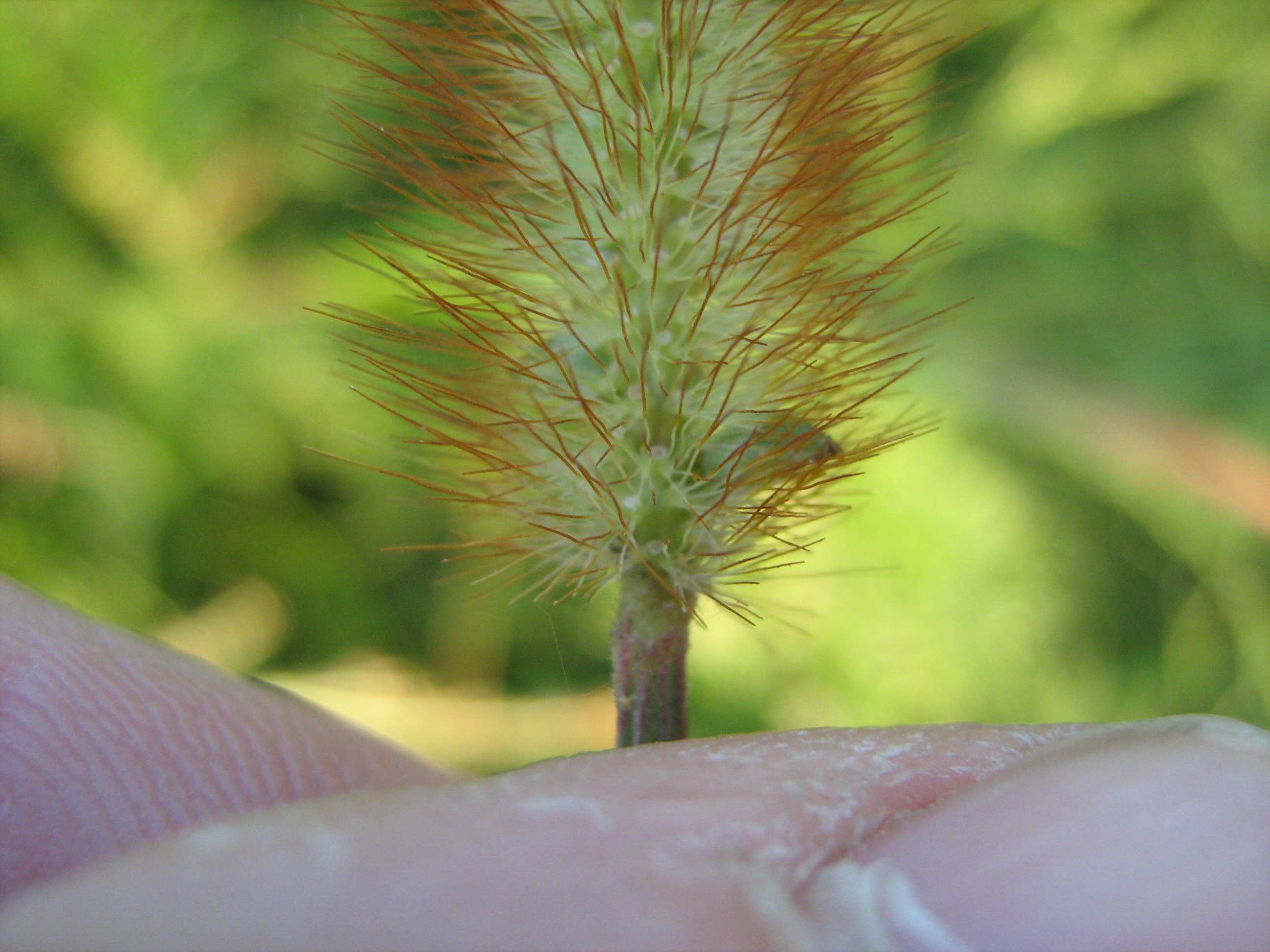 Setaria pumila / Pabbio rossastro