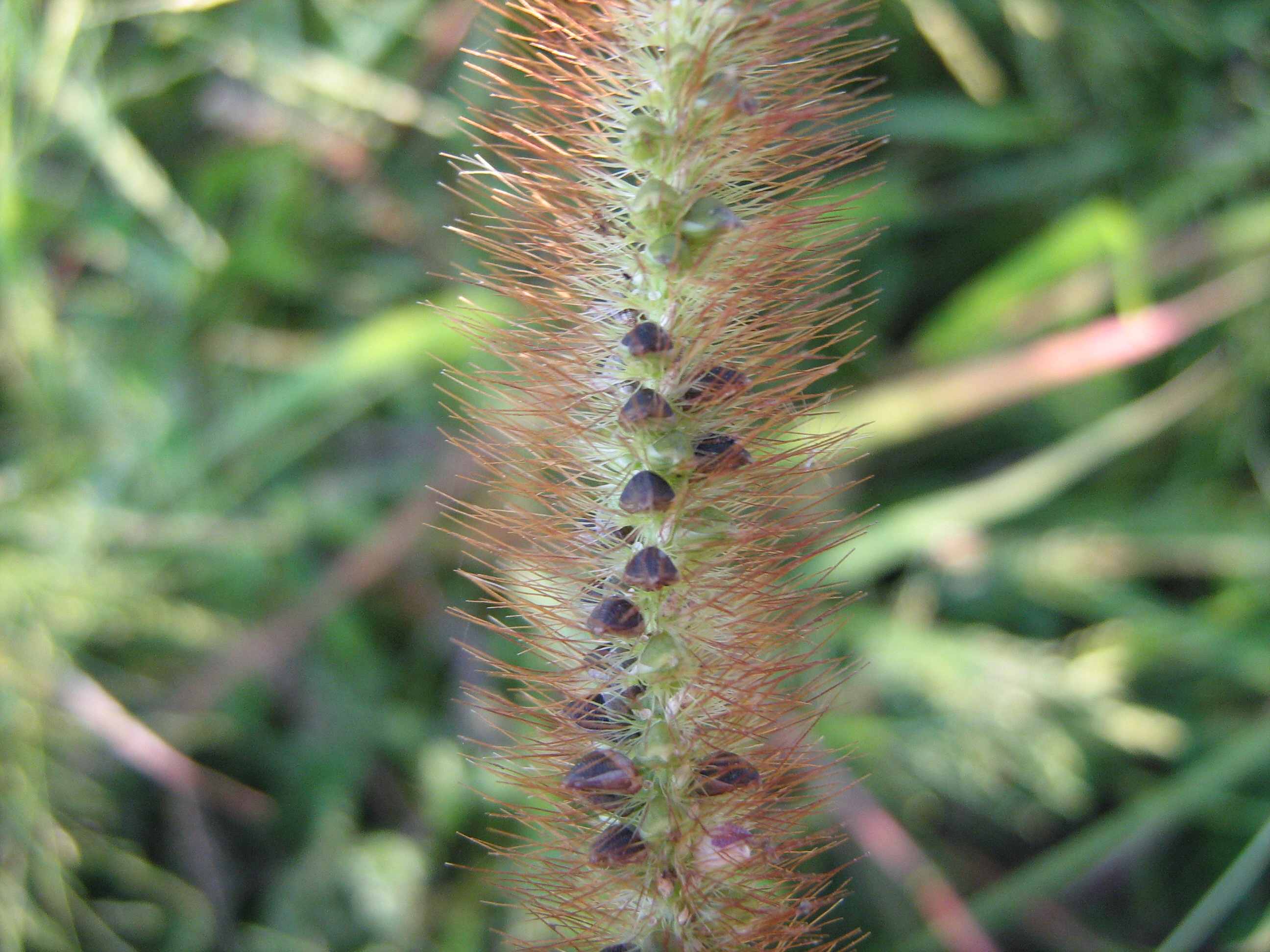 Setaria pumila / Pabbio rossastro