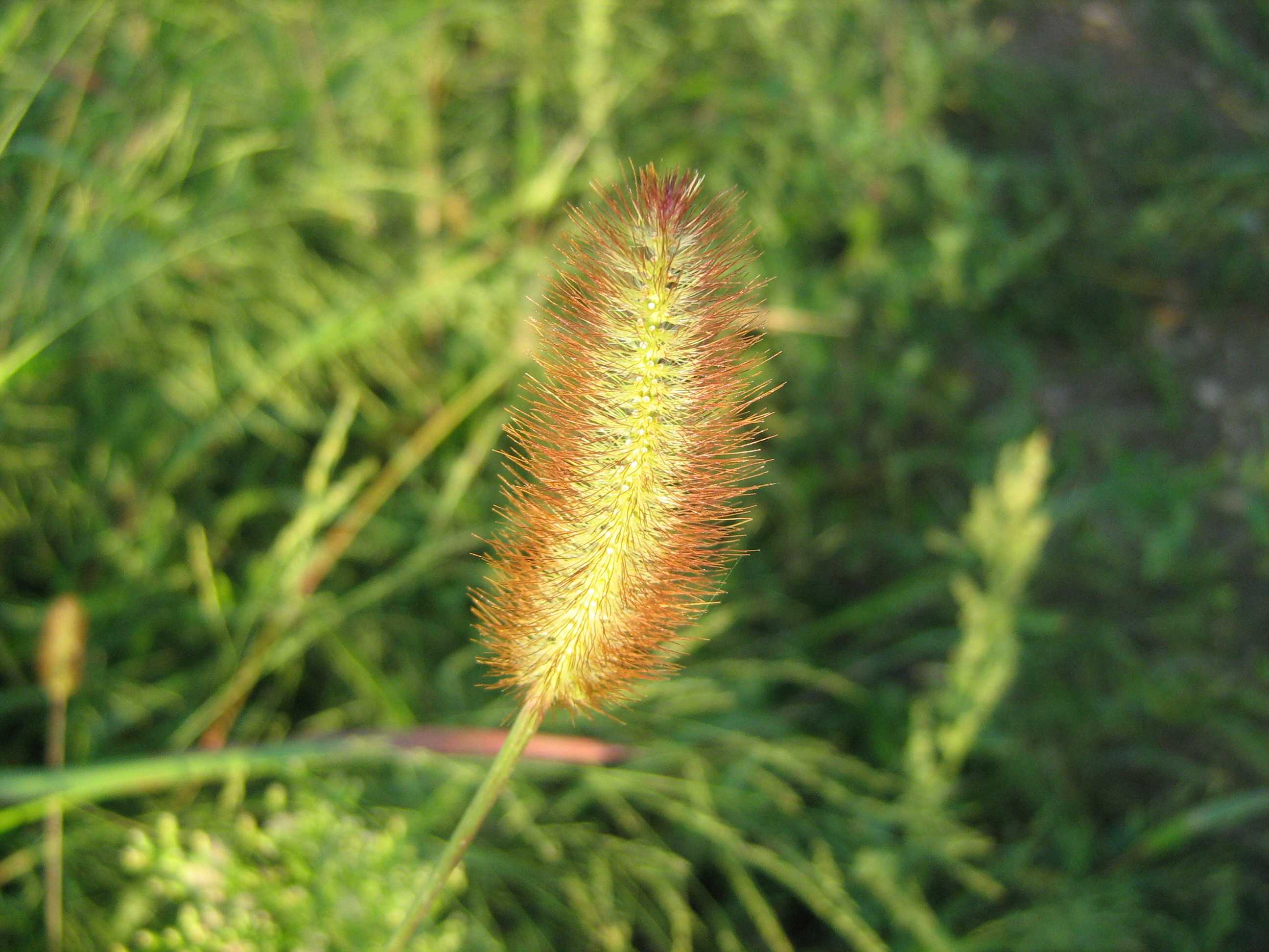 Setaria pumila / Pabbio rossastro