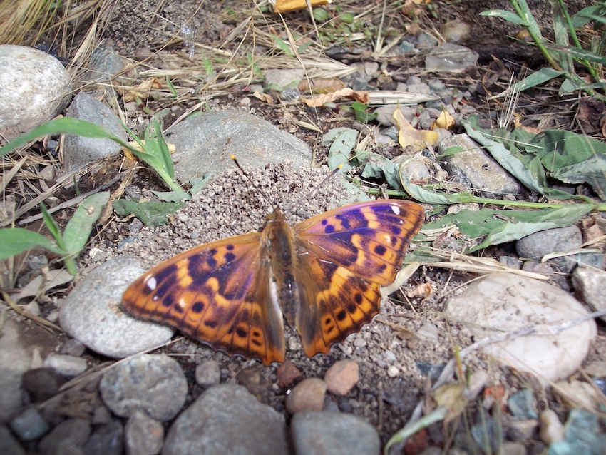 farfalla da identificare.