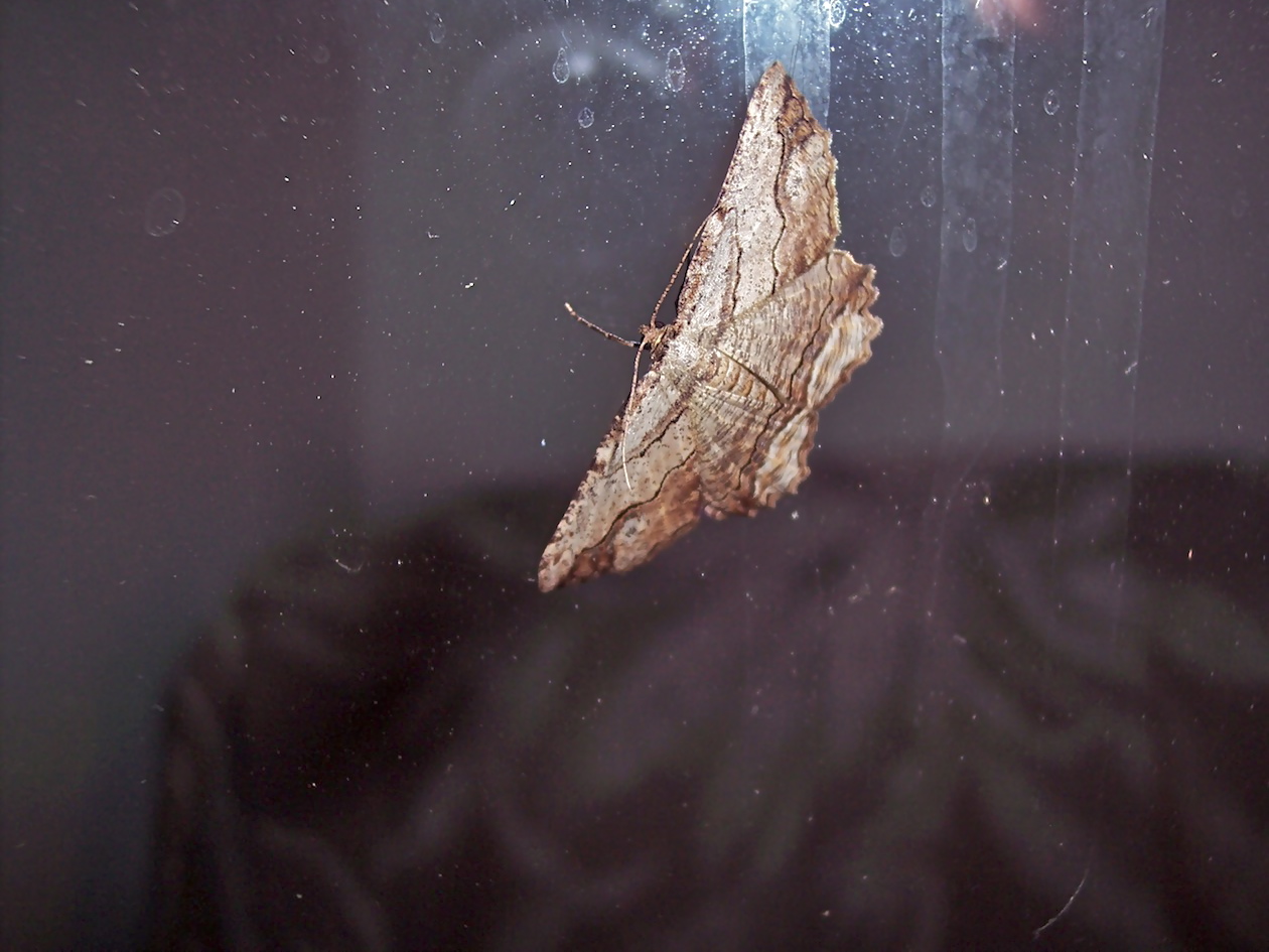 FALENA DA IDENTIFICARE