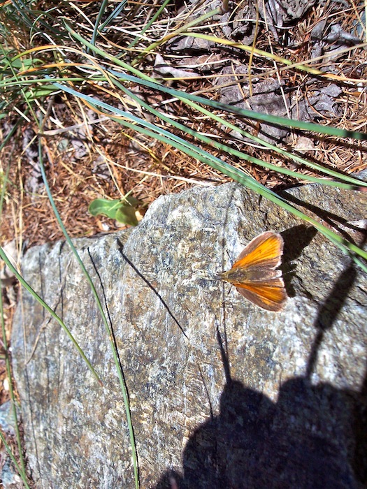 Farfalla da identificare