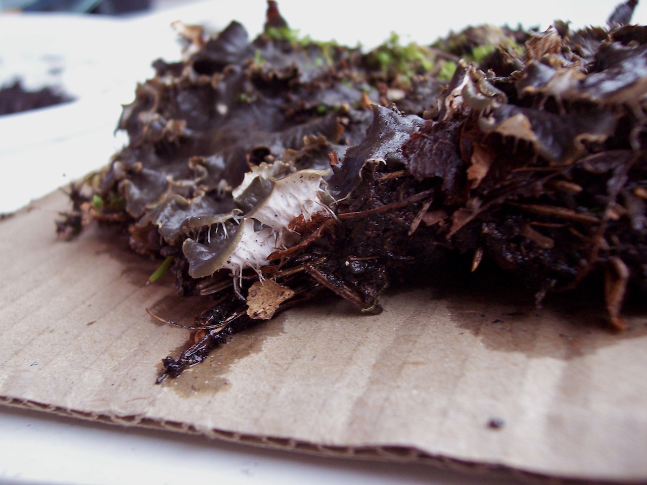 Peltigera sp. - Muschio o lichene? -