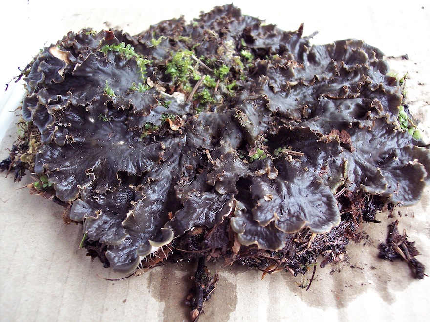 Peltigera sp. - Muschio o lichene? -