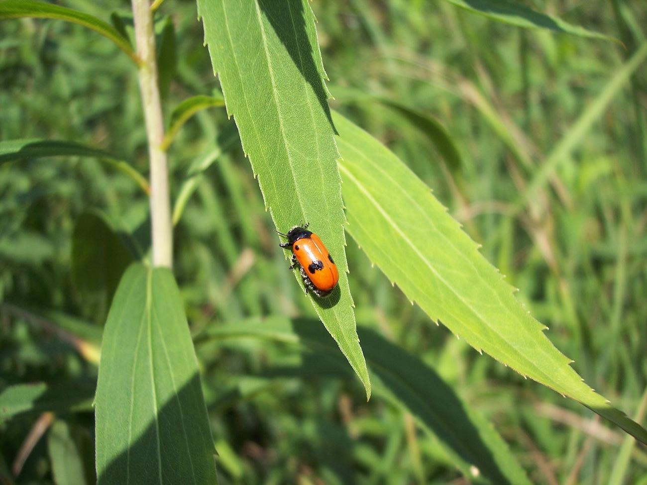 lepidottero? - No, Coleottero: Clytra quadripunctata?