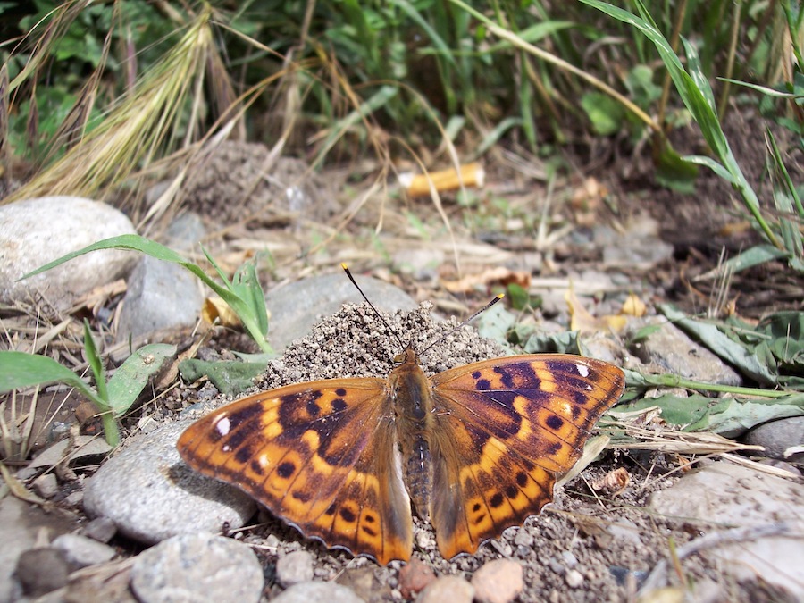 farfalla da identificare.