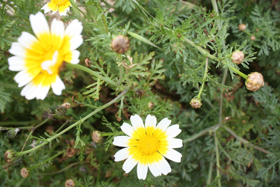 Week end in Puglia  X scoprire i fiori delle dune