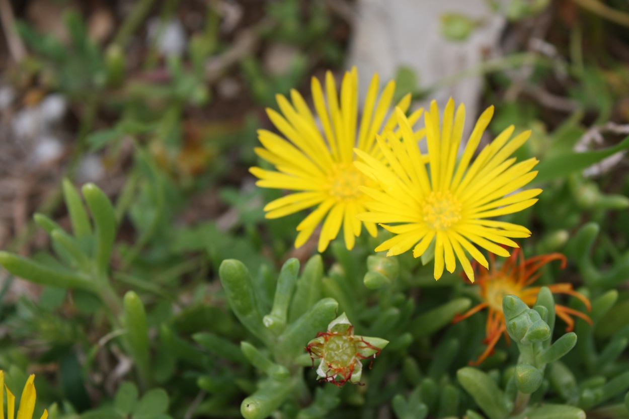 Week end in Puglia  X scoprire i fiori delle dune