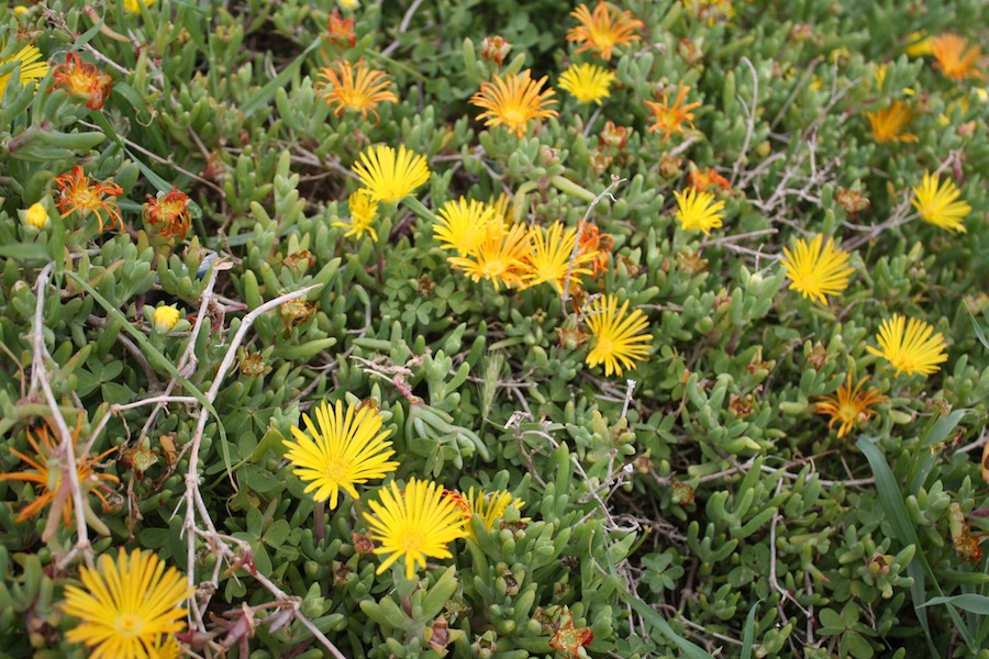 Week end in Puglia  X scoprire i fiori delle dune
