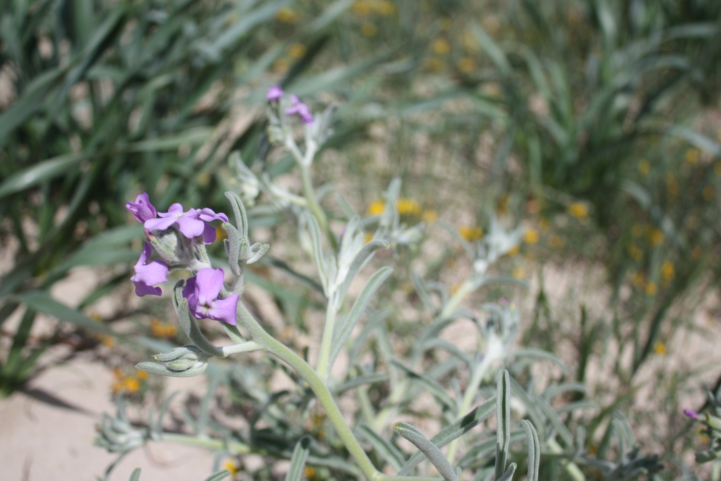 Week end in Puglia  X scoprire i fiori delle dune