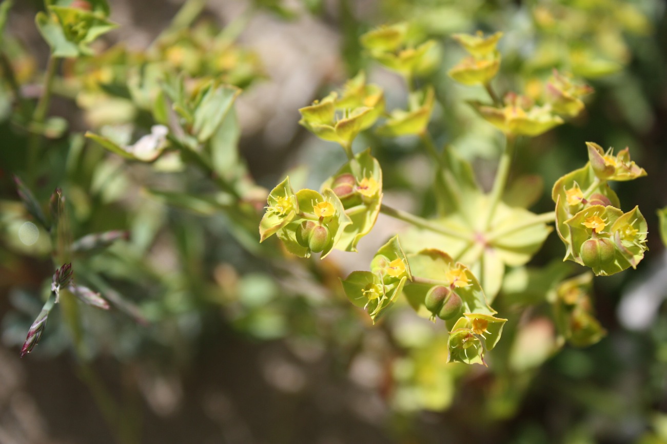 Week end in Puglia  X scoprire i fiori delle dune