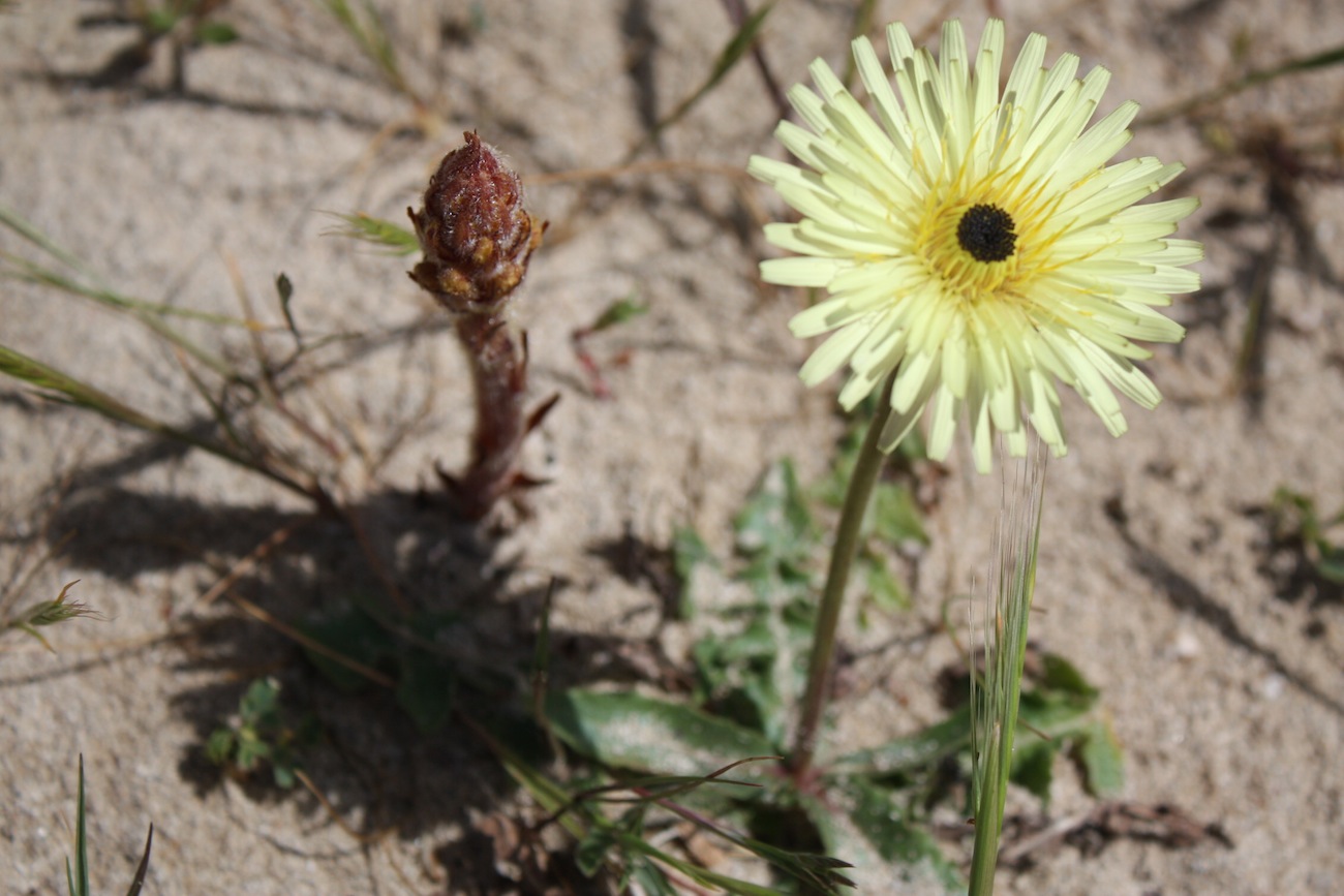 Week end in Puglia  X scoprire i fiori delle dune