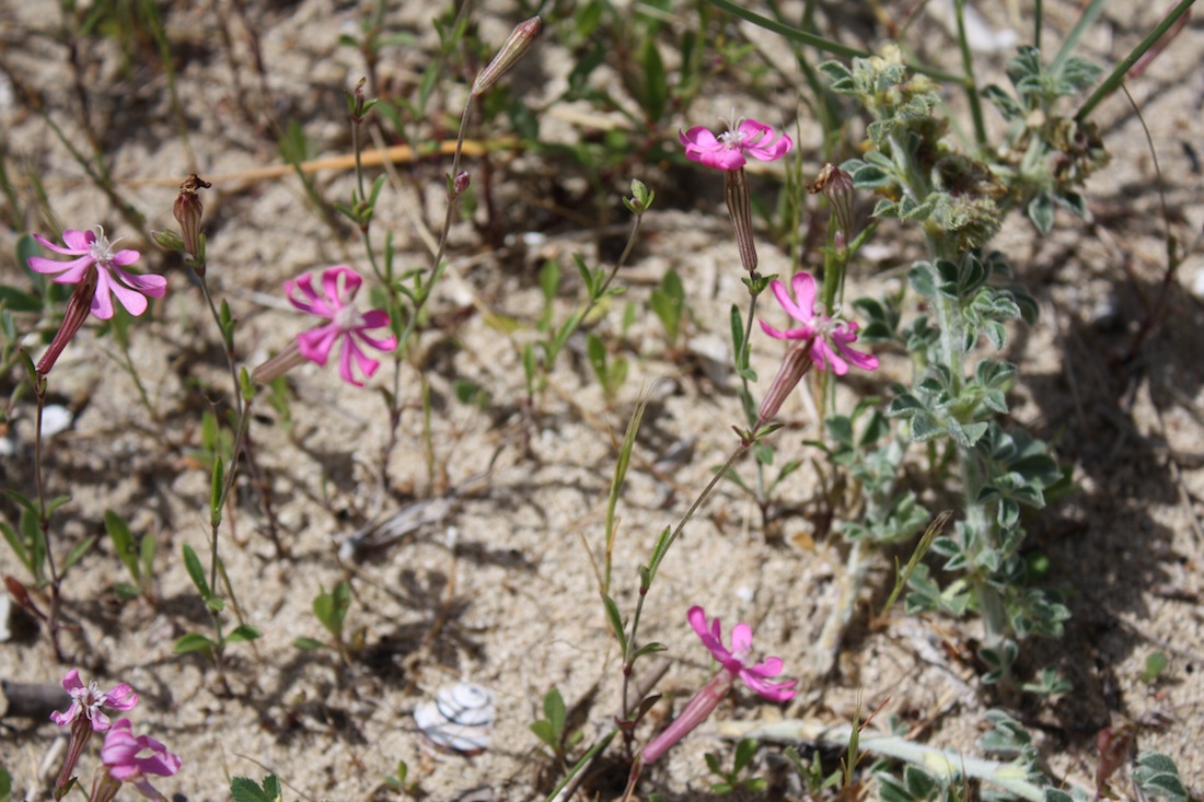 Week end in Puglia  X scoprire i fiori delle dune
