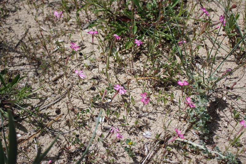 Week end in Puglia  X scoprire i fiori delle dune