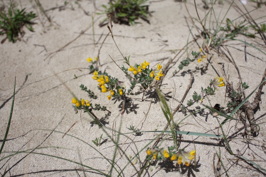 Week end in Puglia  X scoprire i fiori delle dune
