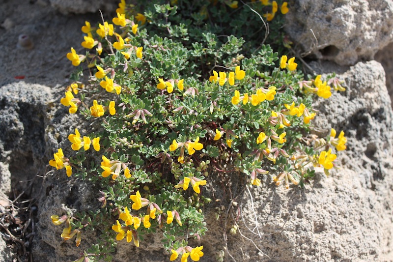 Week end in Puglia  X scoprire i fiori delle dune