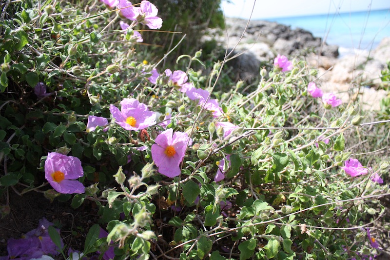 Week end in Puglia  X scoprire i fiori delle dune