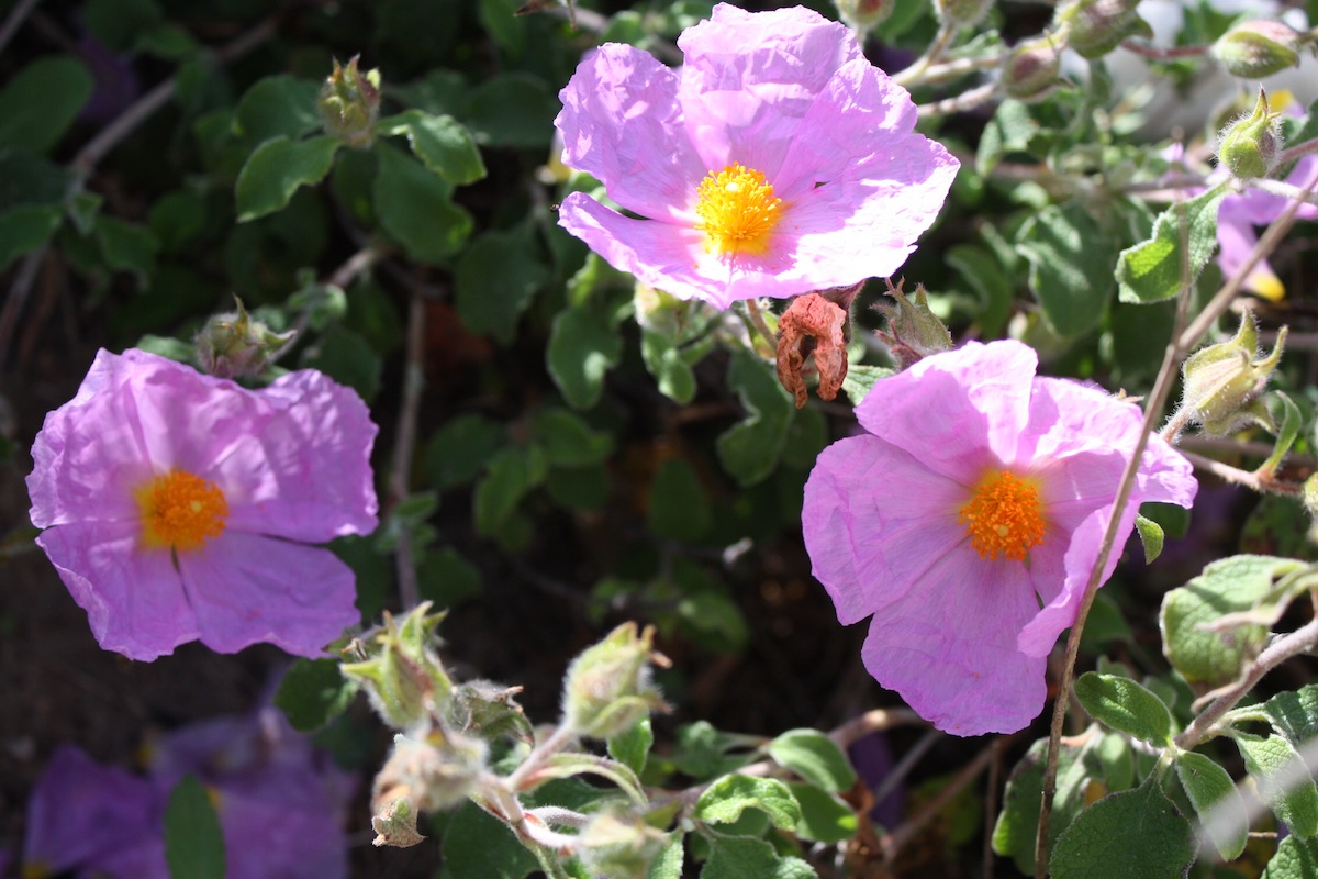 Week end in Puglia  X scoprire i fiori delle dune