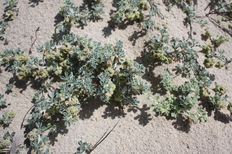 Week end in Puglia  X scoprire i fiori delle dune