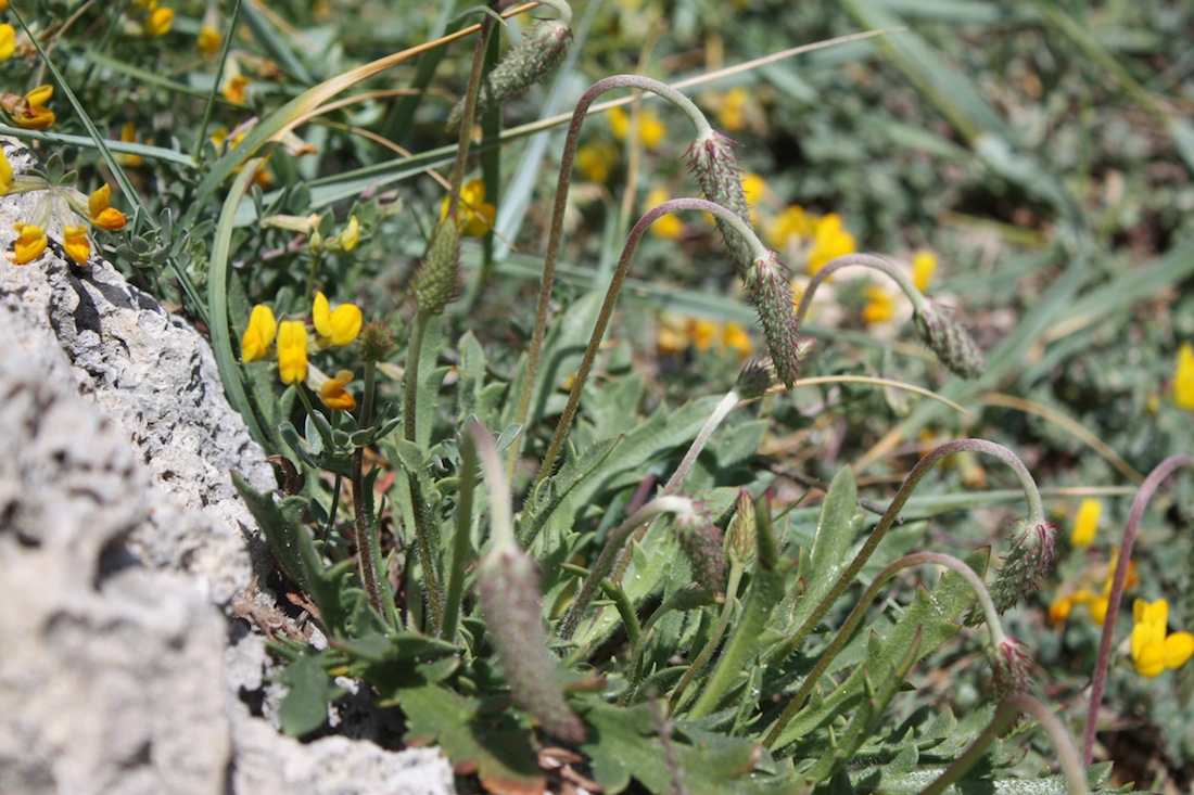 Week end in Puglia  X scoprire i fiori delle dune