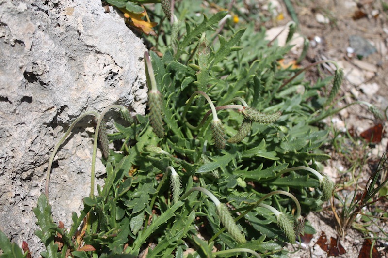 Week end in Puglia  X scoprire i fiori delle dune
